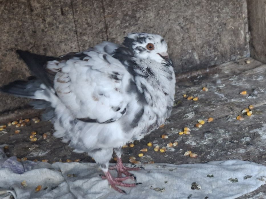 Vand o pereche de  porumbei King