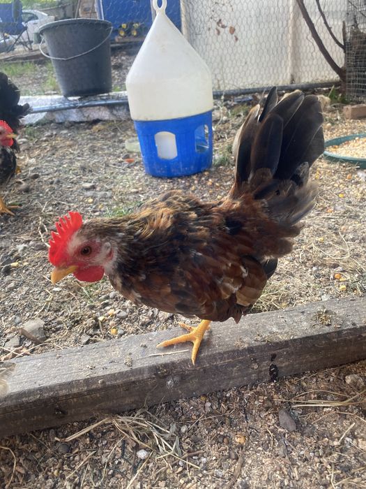 Gaini serama vand sau schimb