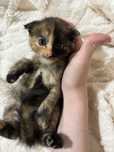 Котята скоттиш страйт