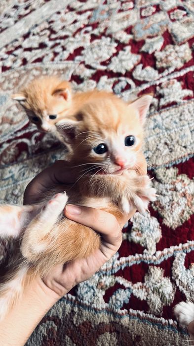 Котята даром в добрые руки