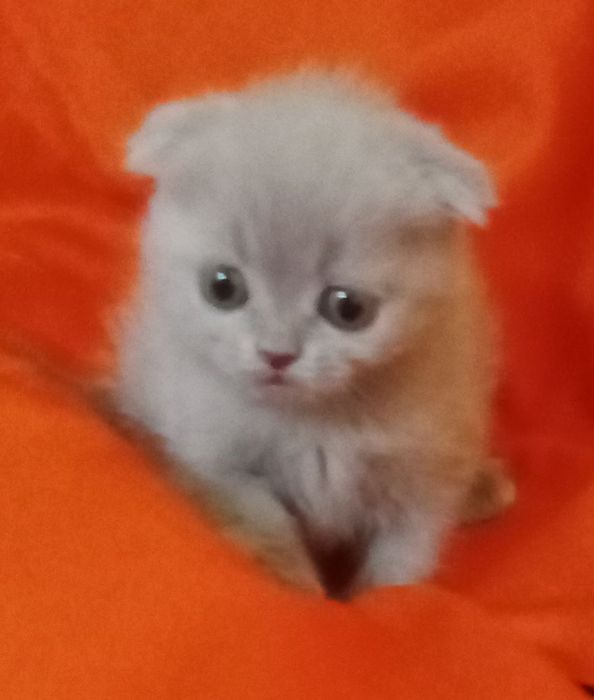 Продам котят Скоттиш-фолд .