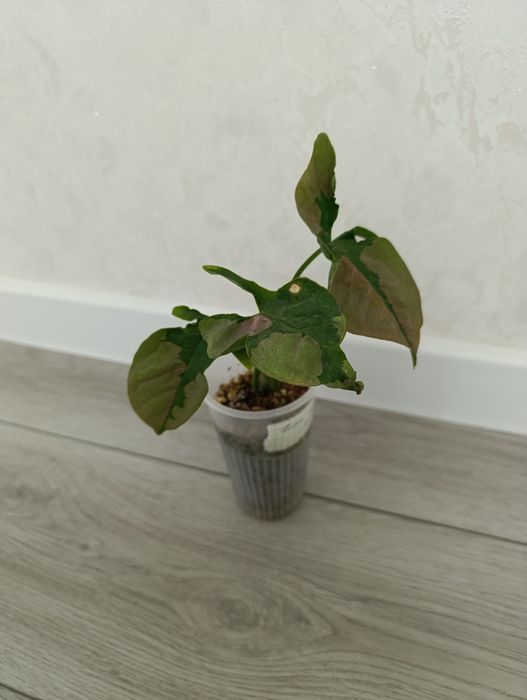 Продаётся Сингониум