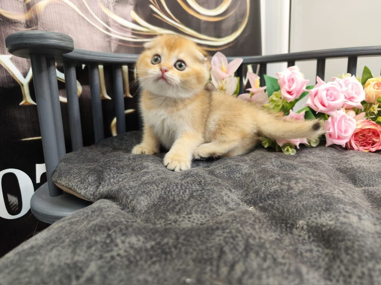 Scottish Straight Golden Chinchilla Kitten – ADEL – 100% Purebred
