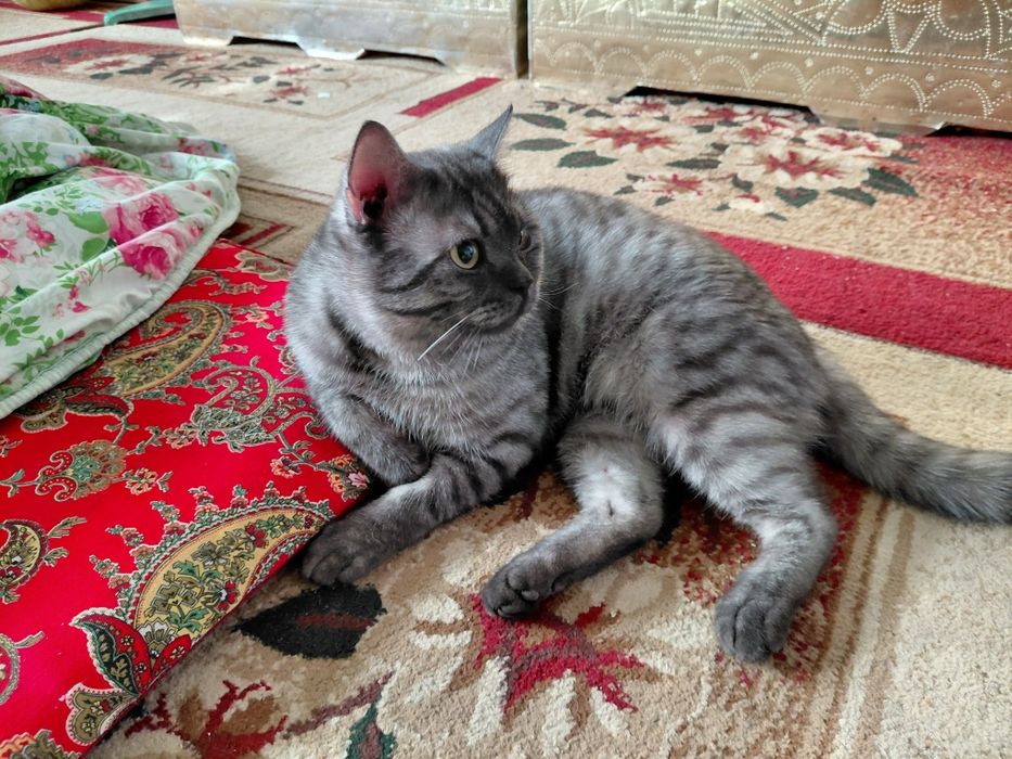 Здам кошку безплатна