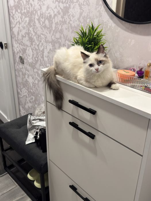 Отдам кошечку в добрые руки