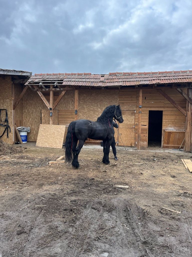 Monta frizian frisian