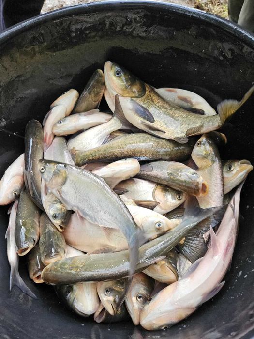 Peste pentru populat bazine vara 2, crap, cteno, sânger, novac, caras