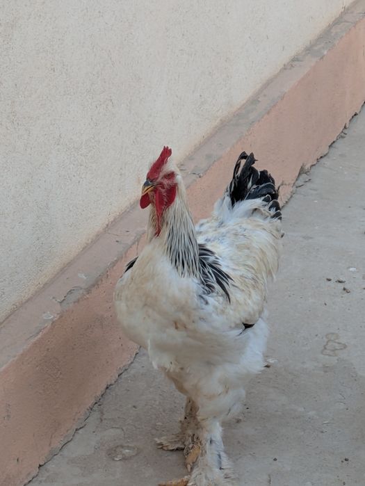 Bramma tovuq va Xorozlari bor sotuvda o'zimiz boqib katta qilganmiz