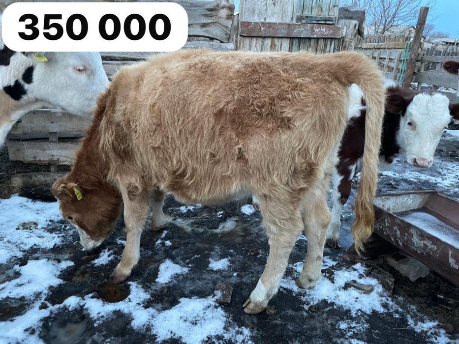 Сиырлар сатылады