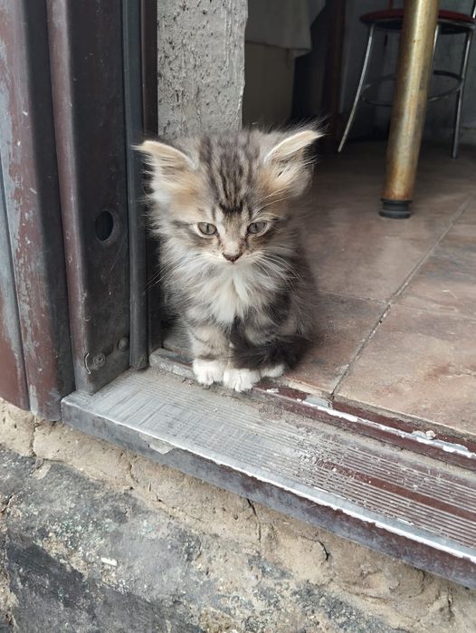 Отдадим котят в хорошие руки