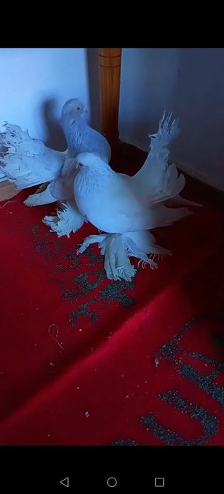 Vând/schimb o pereche de porumbei jucatori rostowi