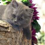Fetita british longhair,pedigree,teste virale si genetice,transport