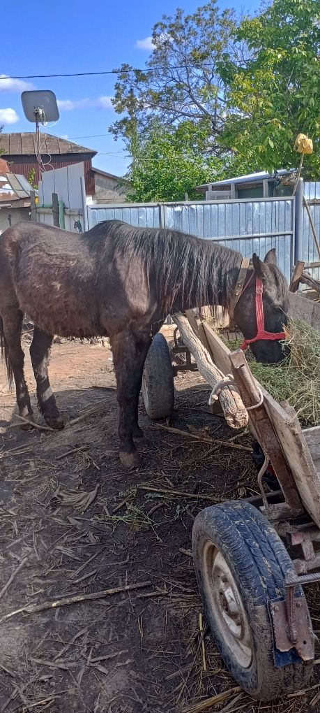 Cal în vârstă de 8 ani