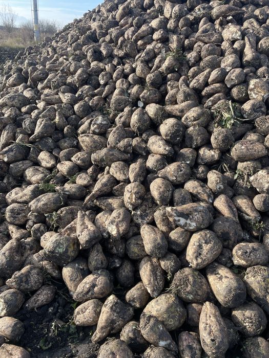 Vand sfecla de zahar