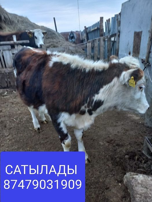 Продам тёлка срочно