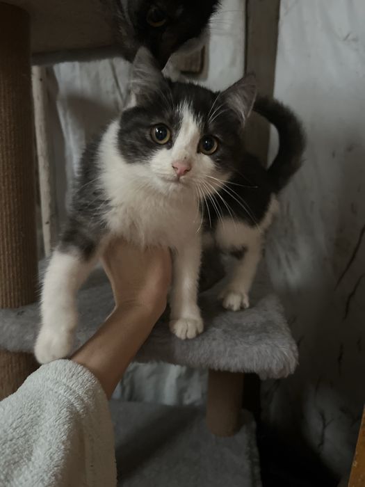 Срочно отдам котенка в добрые руки