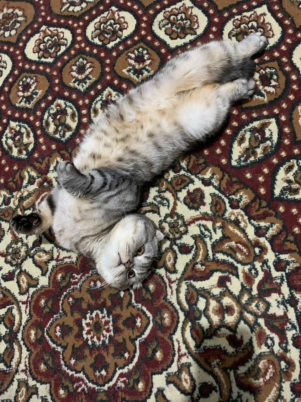 Для меня дорогой котёнок отдаётся в хорошие руки.