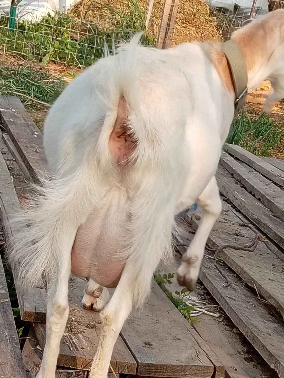 Vând capre bune de lapte.