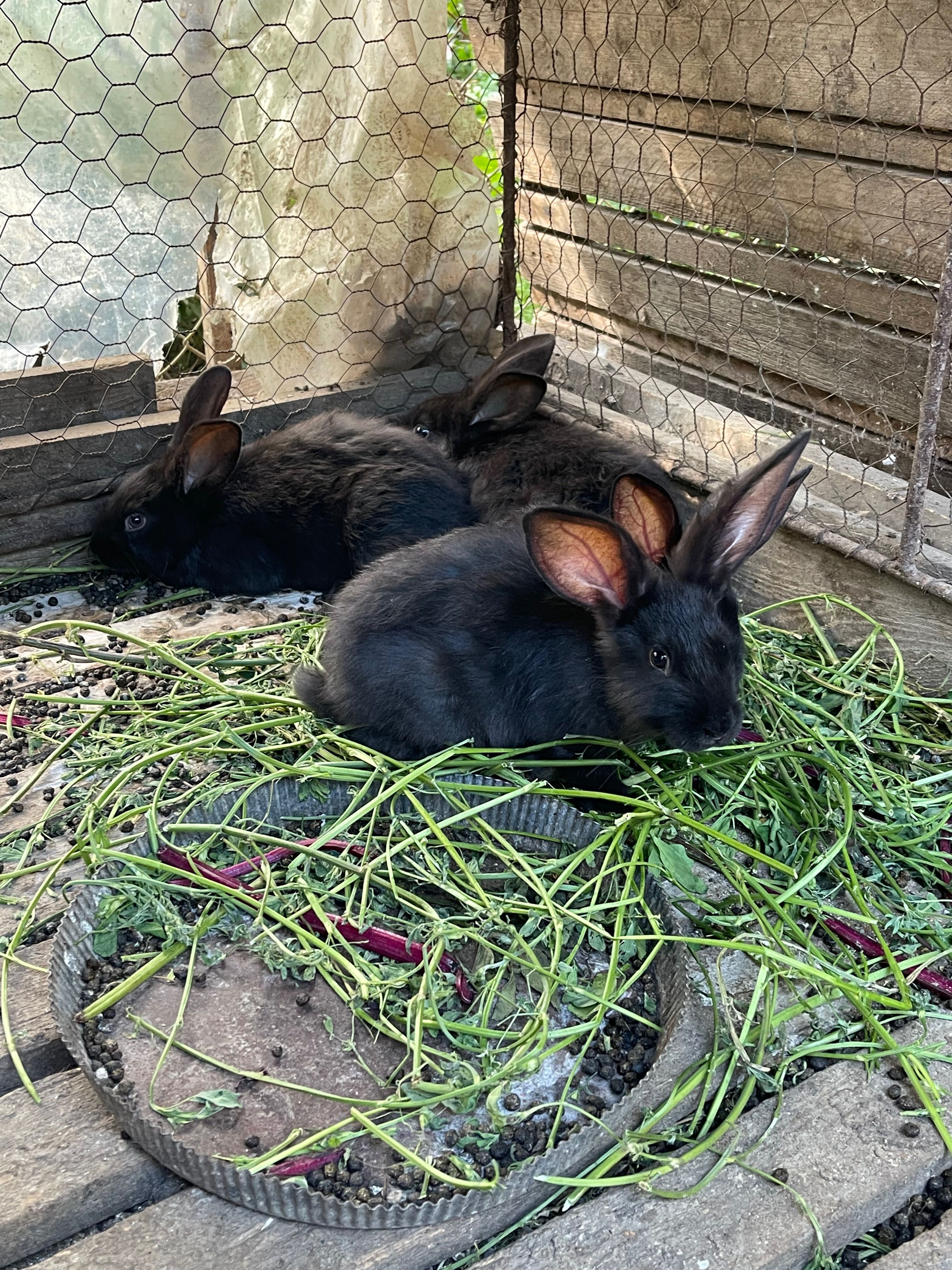 Vând iepurași de 3 luni