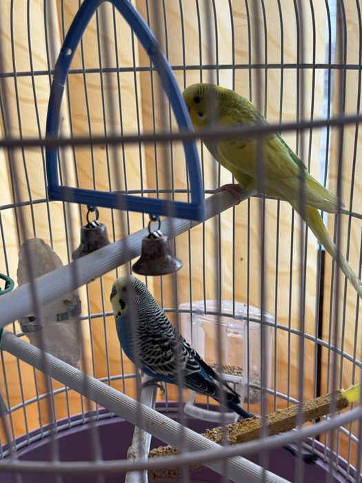 Papagali + cusca
