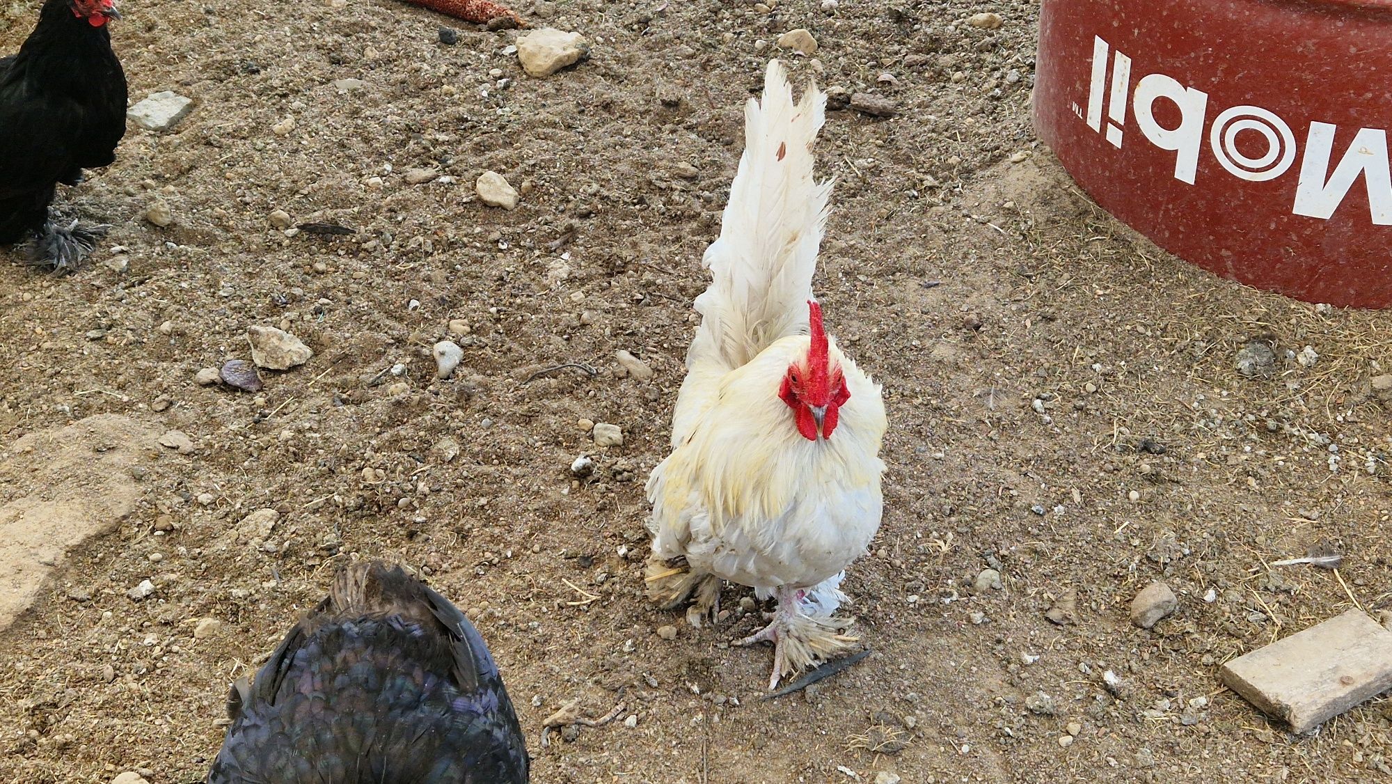 Vand familii gaini araucana și mii de flori