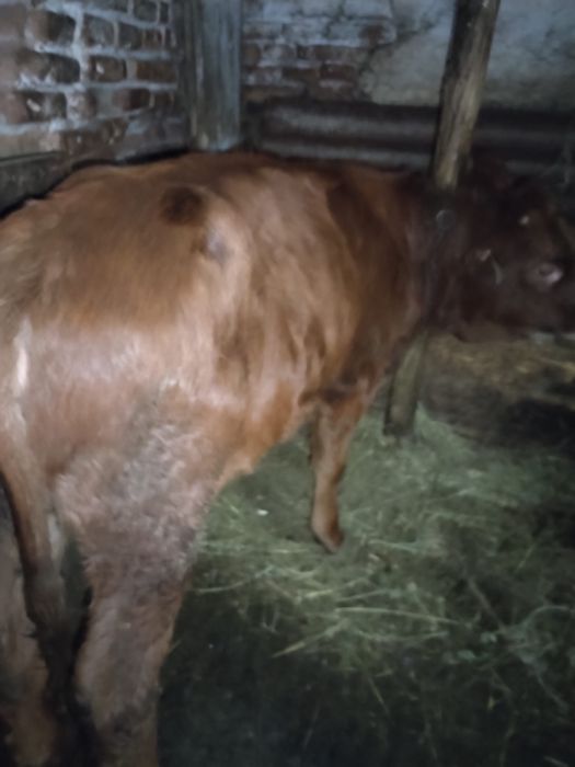Vand o vaca si 2 vitele