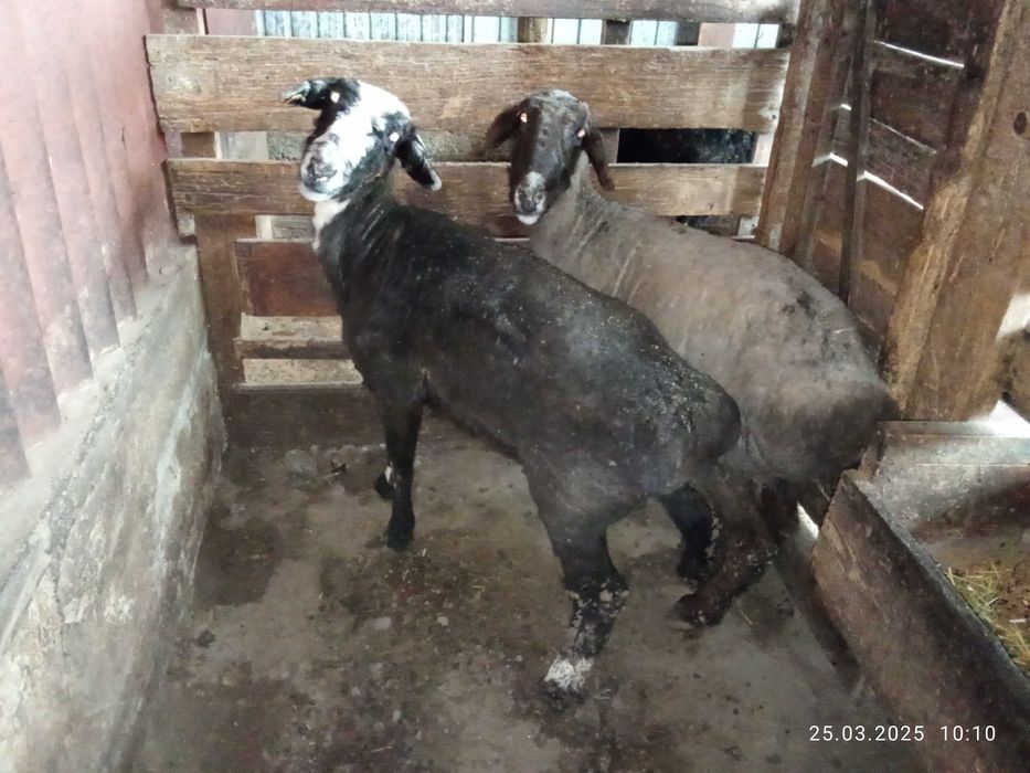 Продам жырные бараны большие