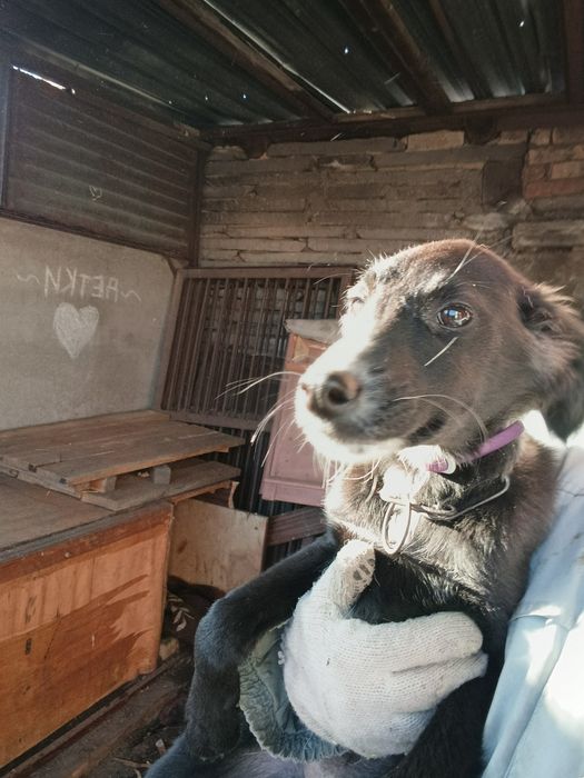 Щенки ищут ответственных хозяев!