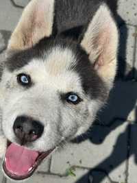 Caine Husky siberian