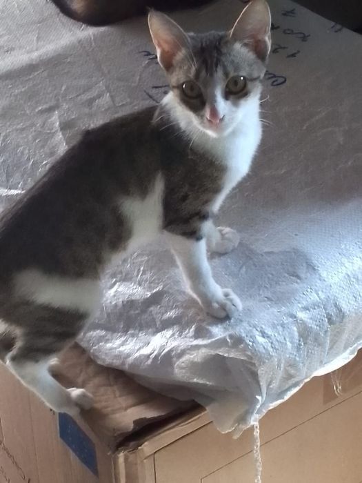 Котёнок в добрые руки