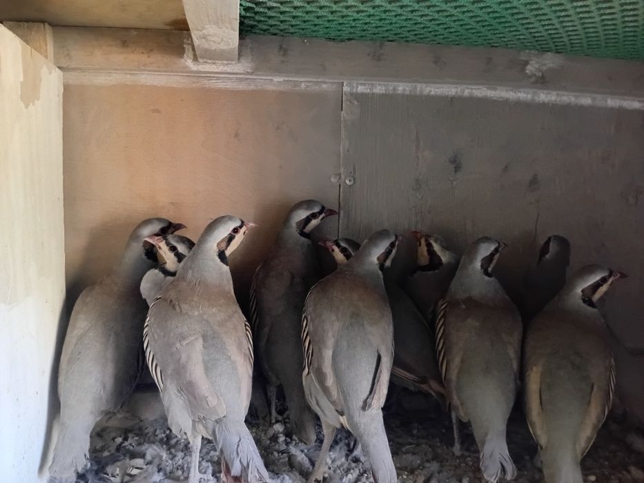 Каклик Ургутники