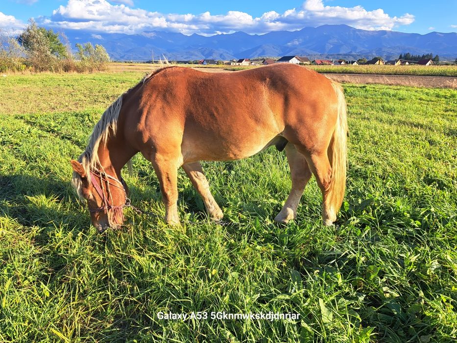 Cal                        .