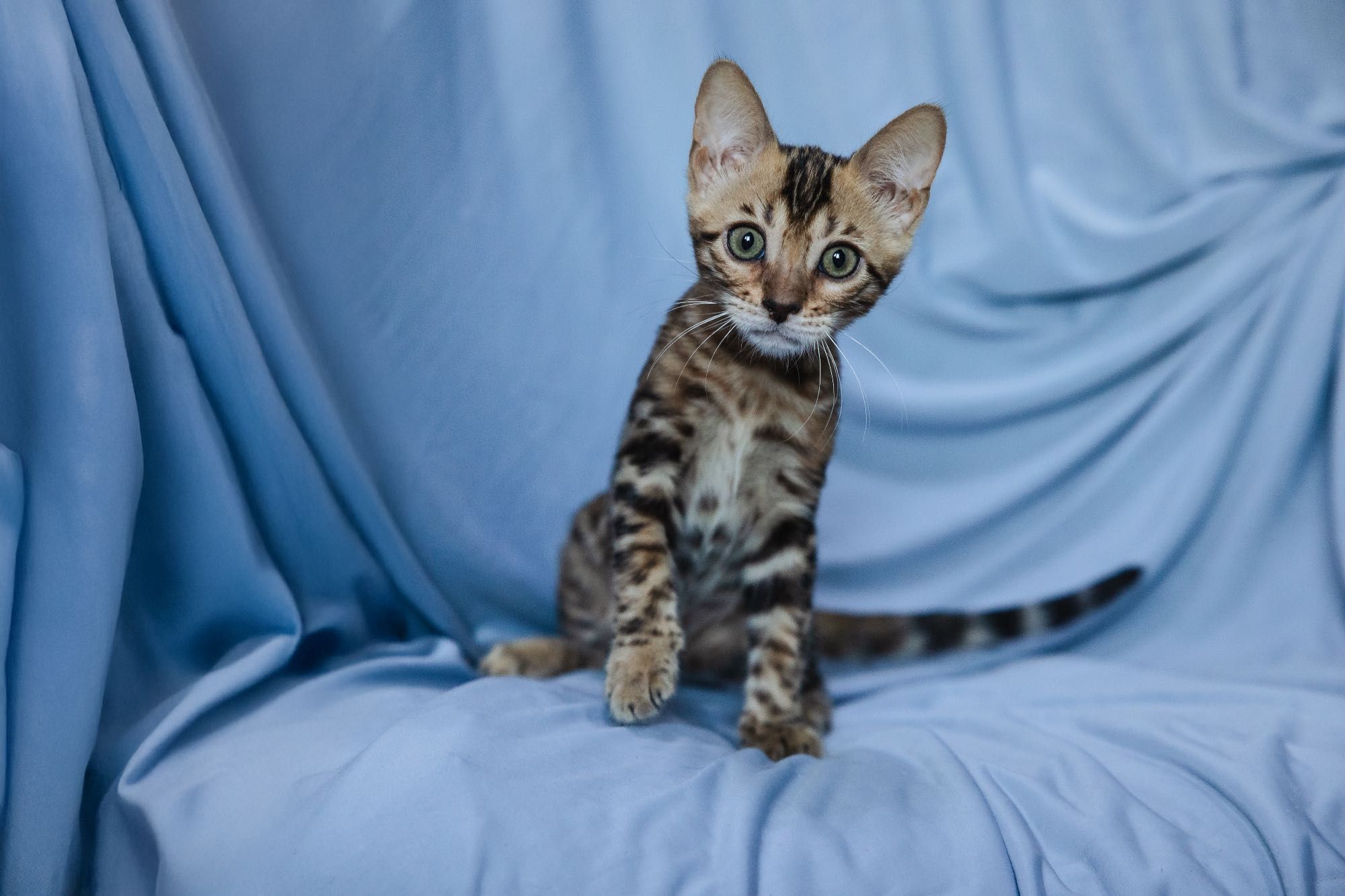 Бенгальские котята