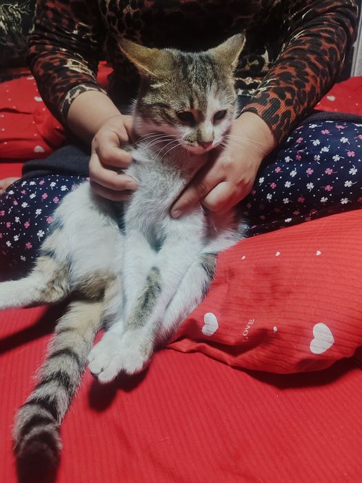 Uy mushugi. Ozoda va pok mushuk. Stressi bor odamlar uchun