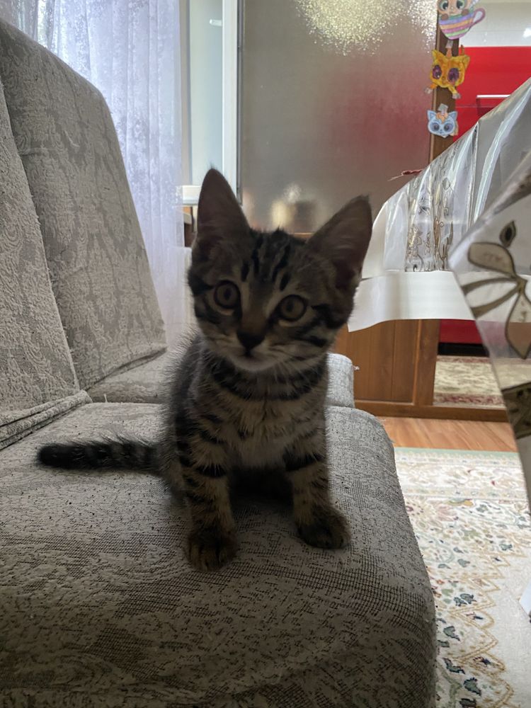 Котята окраса табби