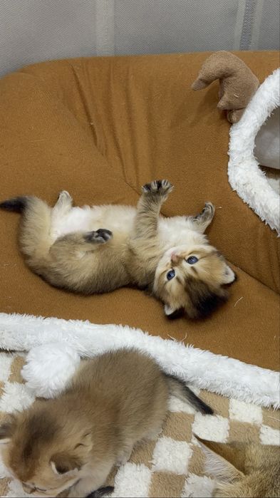 Продам котят породы шотланский шиншиллы