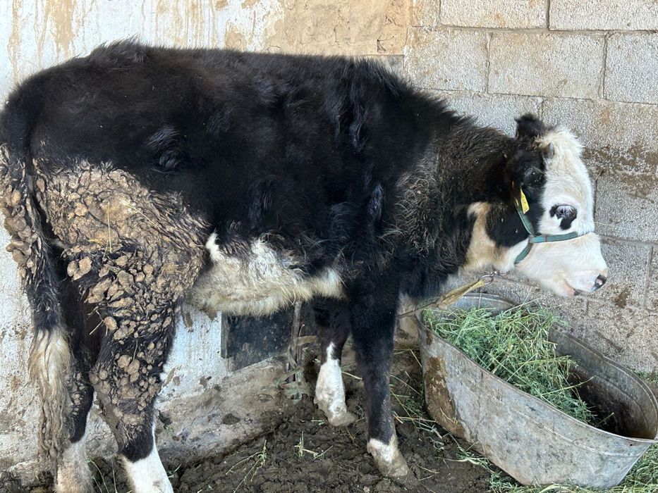 Тана сатылады 350.000