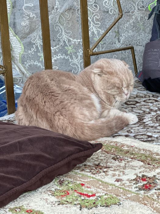 Скоттиш фолд цена договорная