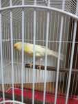 Canari de vizare