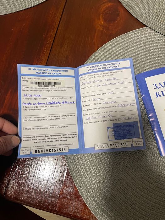 Женски Френски Булдог Син