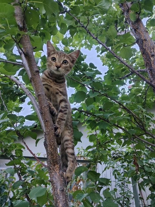 Donez pisicuță 5 luni