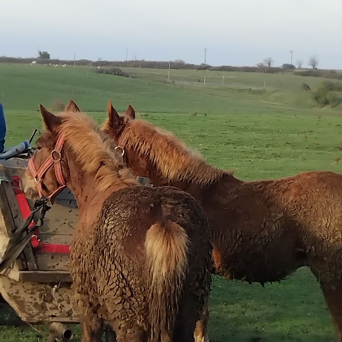 Vand sau schimb pe vaci,vitei sau oi