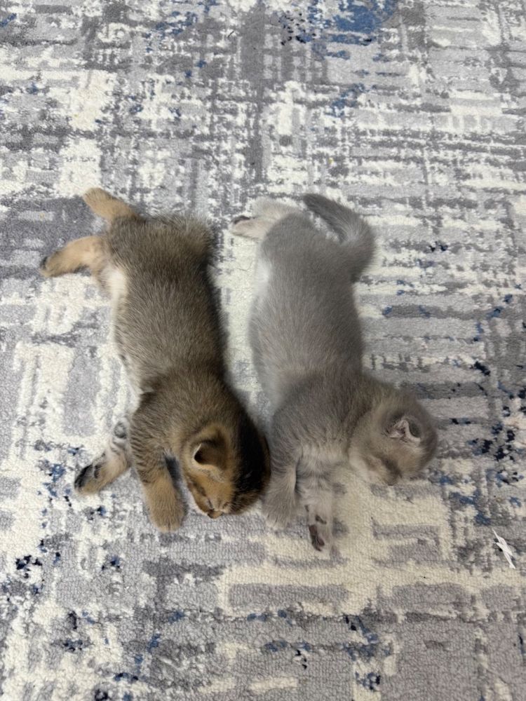 Продается  котята