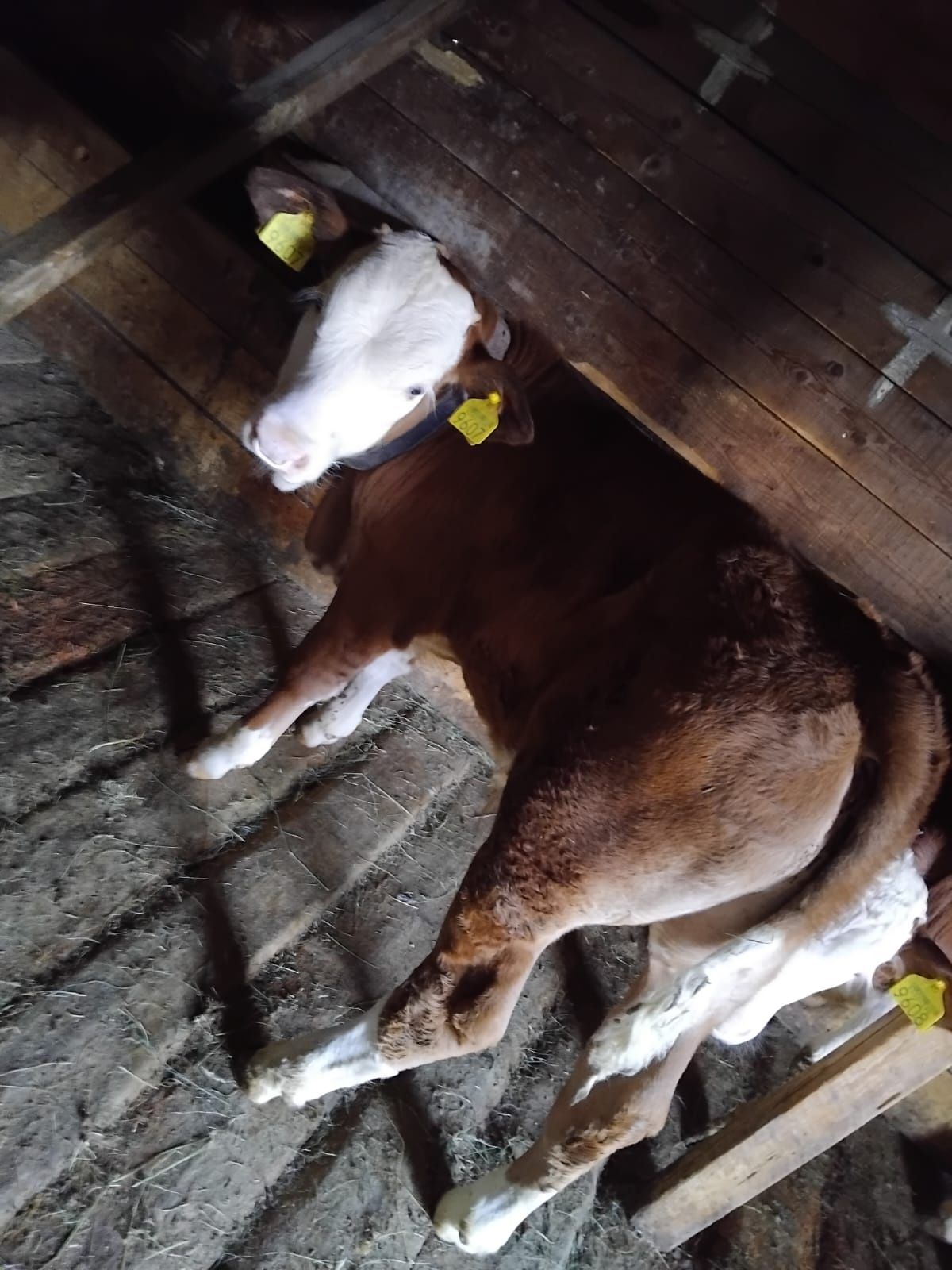 Vaca Baltata de 10 ani cu doi viteii