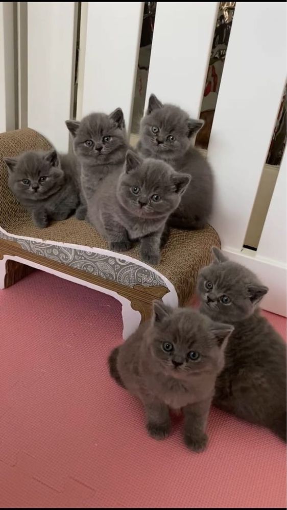 Продам породистых котят