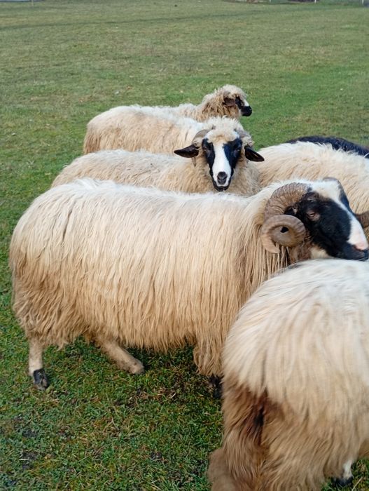 Berbec mior de vânzare