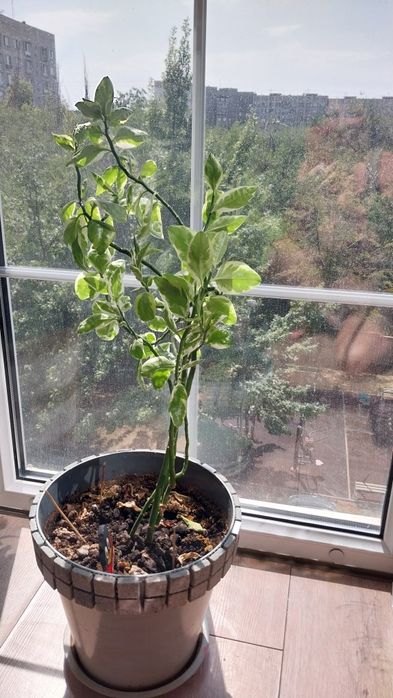 Цветы разные пальмы, фикусы