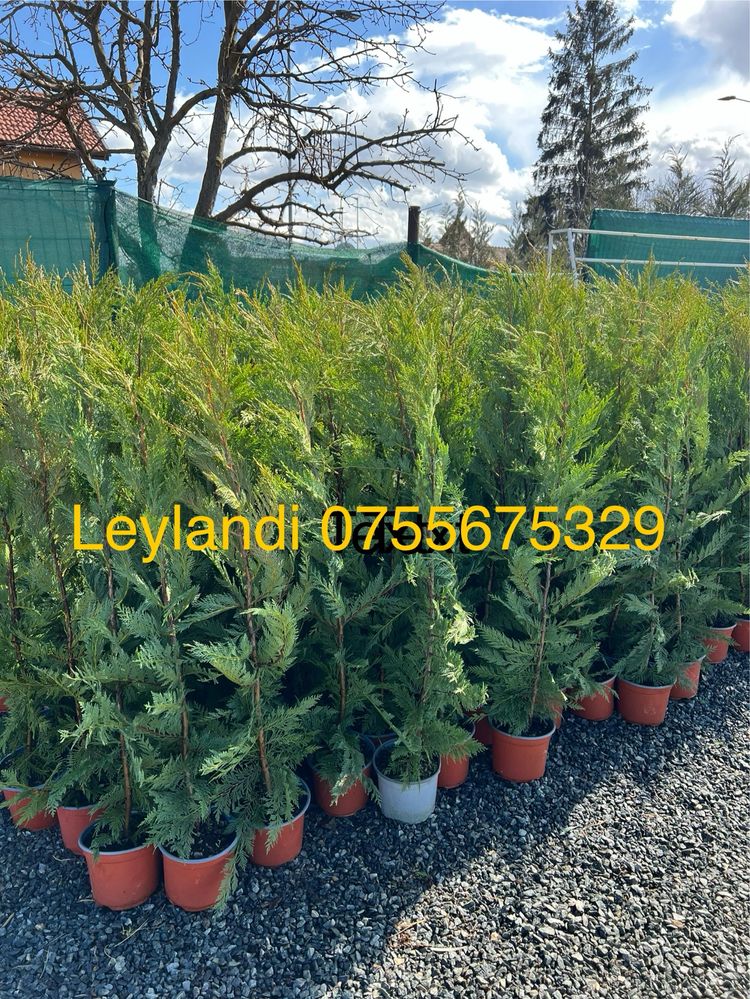 LEYLANDI. Producator