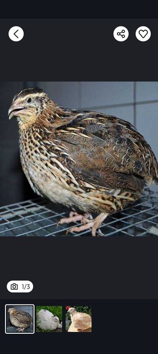 Prepelițe pentru sacrificat