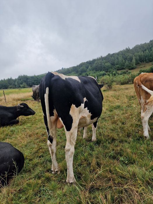 Taur / tauras Holstein